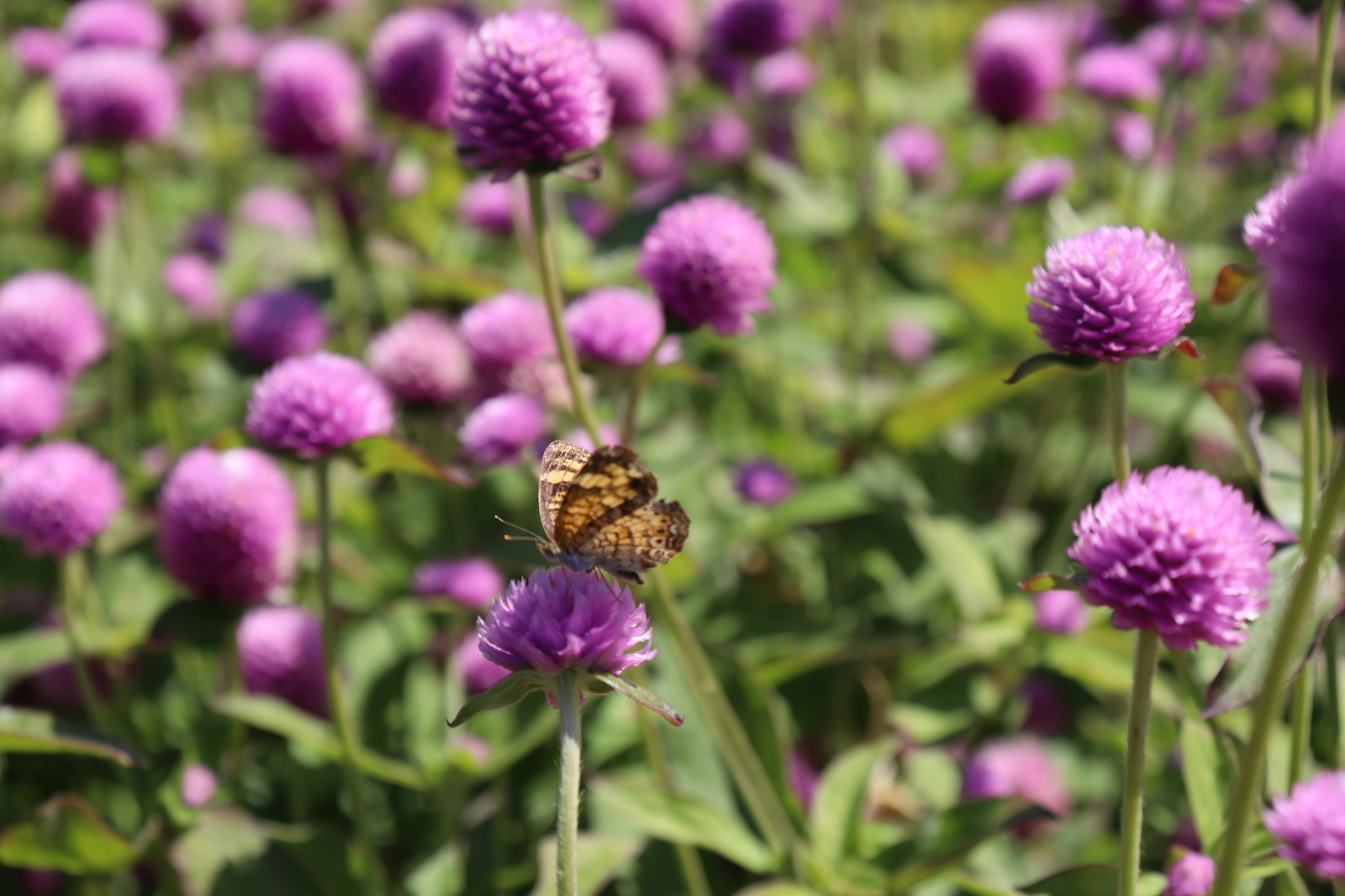 Blooms in morning light at Nuthatch Gardens