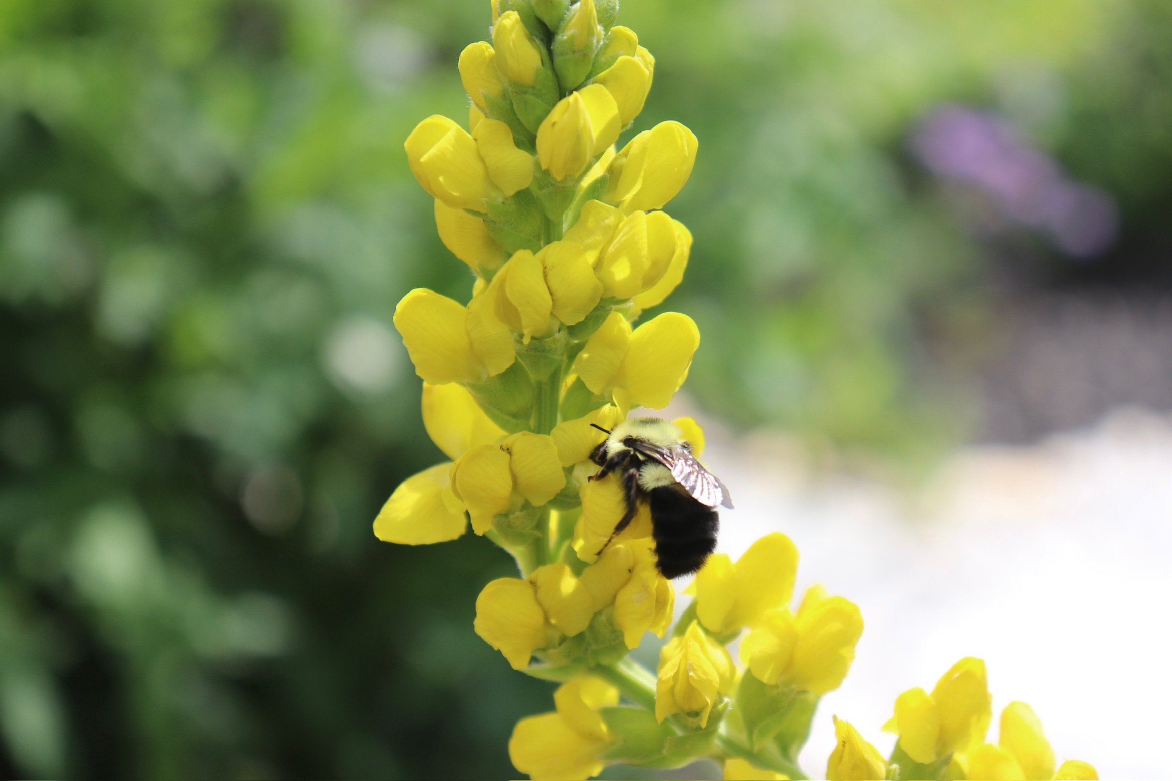 Garden beds in bloom