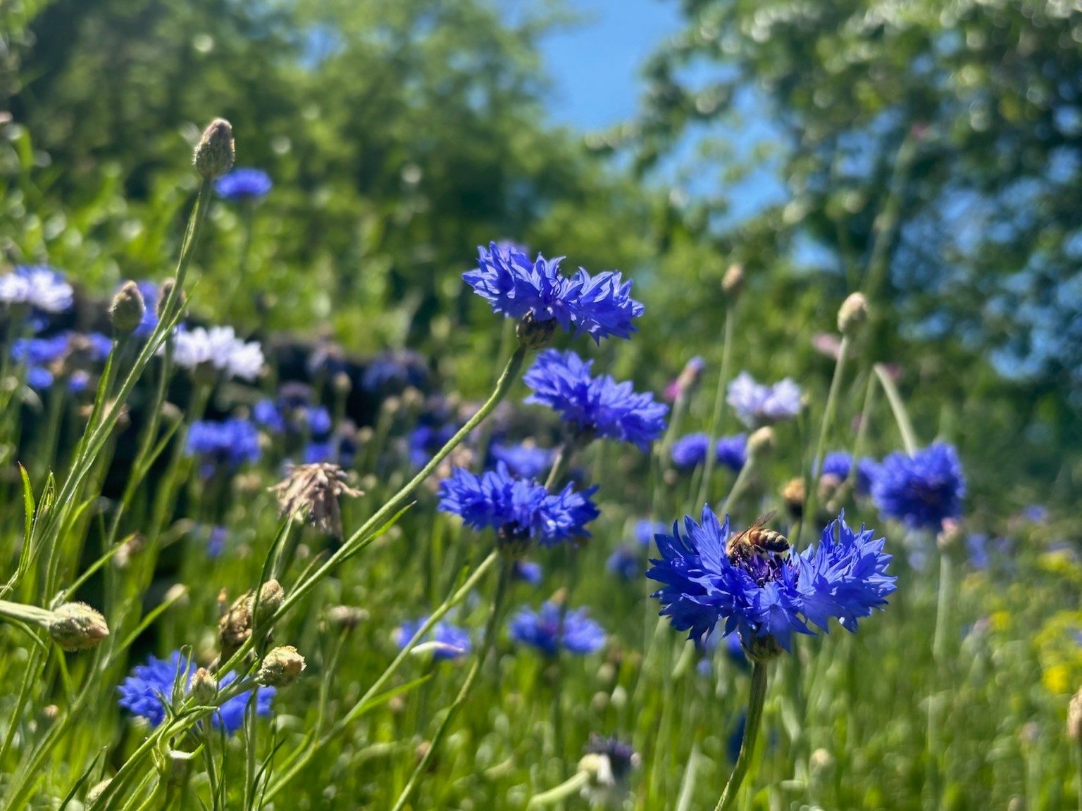Blue cornflowers