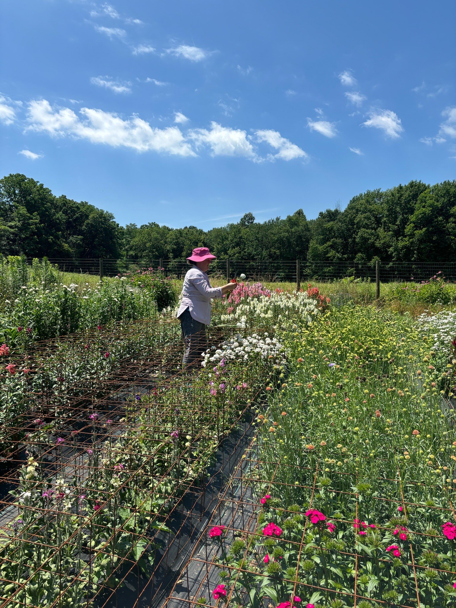 Blooms in the garden at Nuthatch Gardens