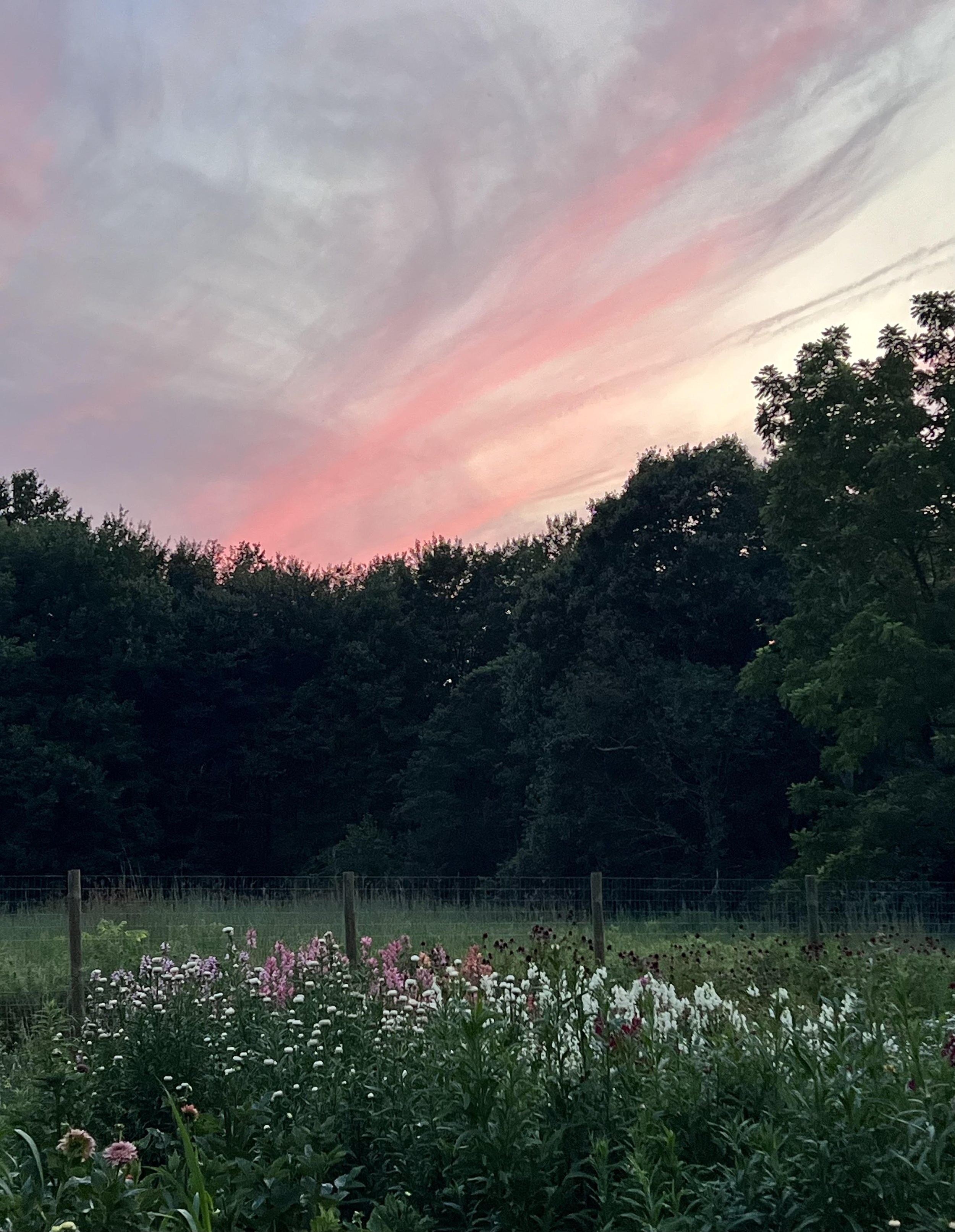 Guests enjoying a garden evening event